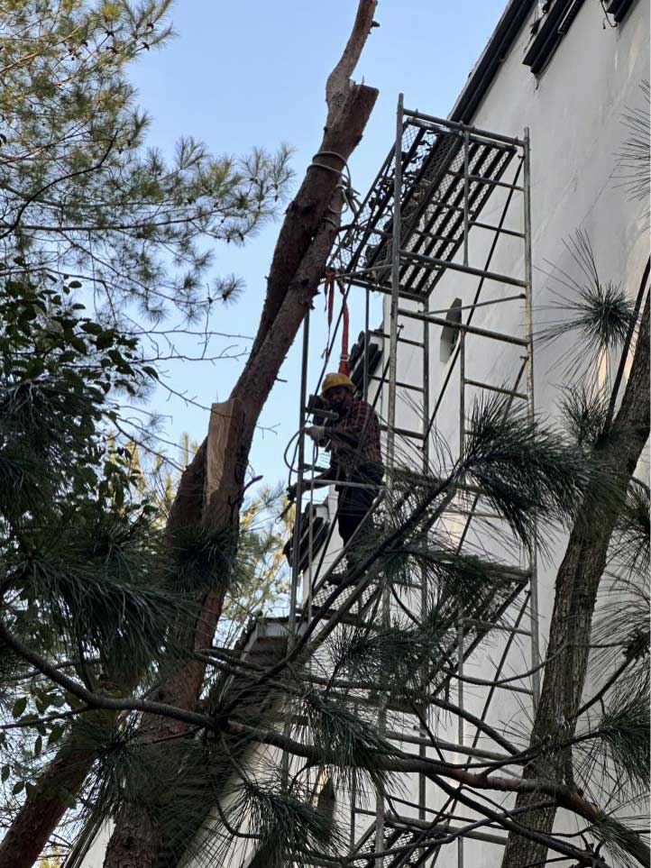 排除隱患，國(guó)資公司砍樹(shù)解民憂(yōu)