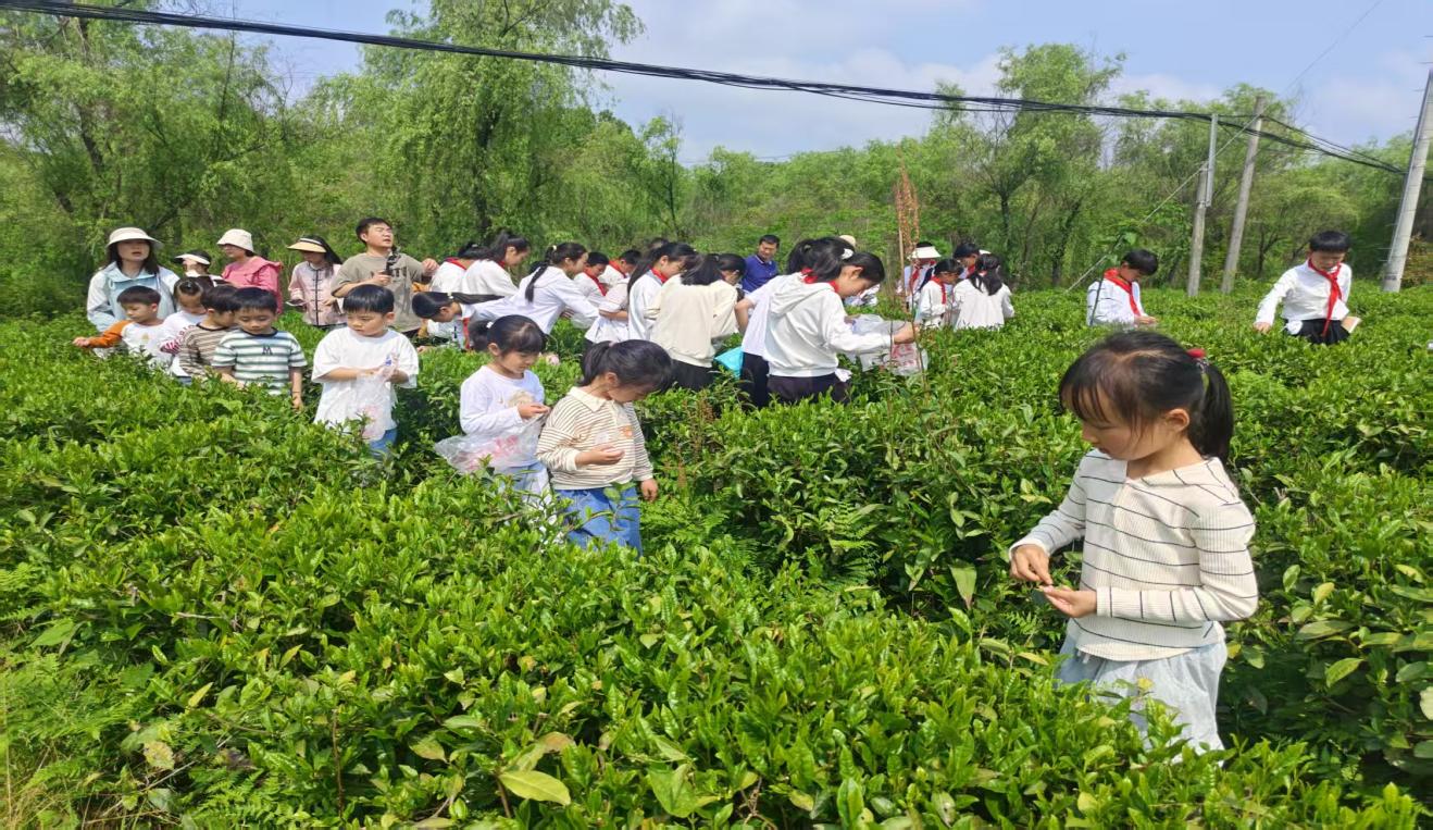 區(qū)關(guān)工委組織學(xué)生到實(shí)驗(yàn)茶場(chǎng)開展茶文化主題實(shí)踐活動(dòng)